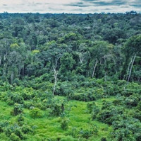 Stromy jako archiv klimatu: letokruhy odhalují minulost extrémních srážek z tropických cyklón 